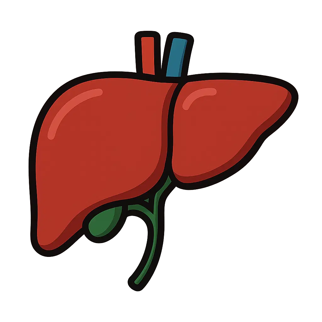 Liver